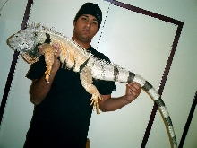 super tame male honduran iguana