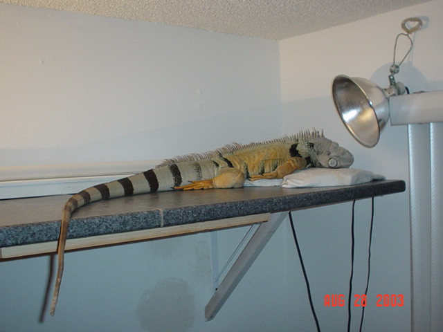 sleepy iguana