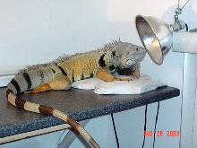 big healthy bad ass iguana