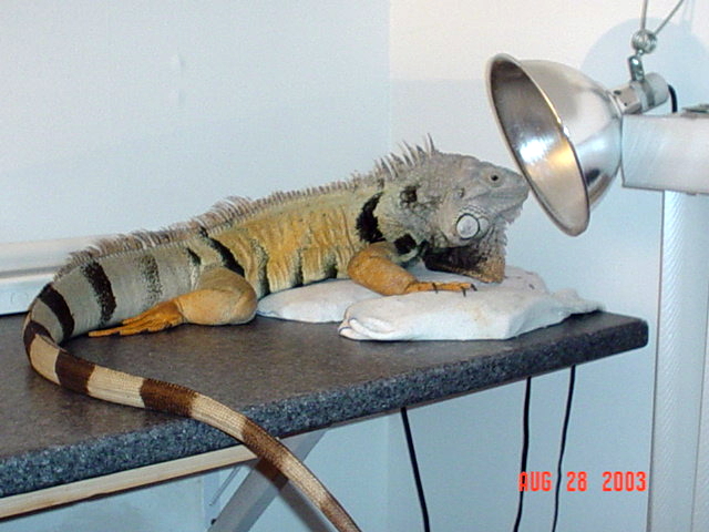 big healthy bad ass iguana