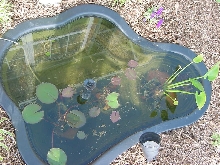Small pond