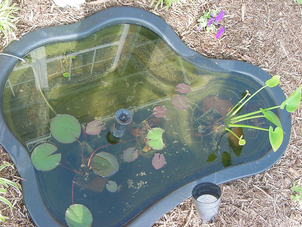Small pond