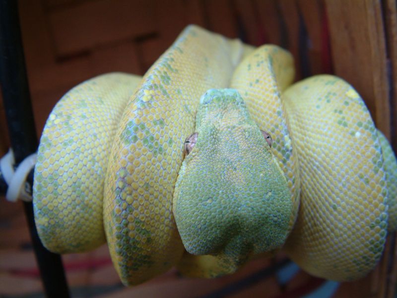 Blue line chondro