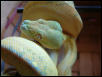 Blue line chondro