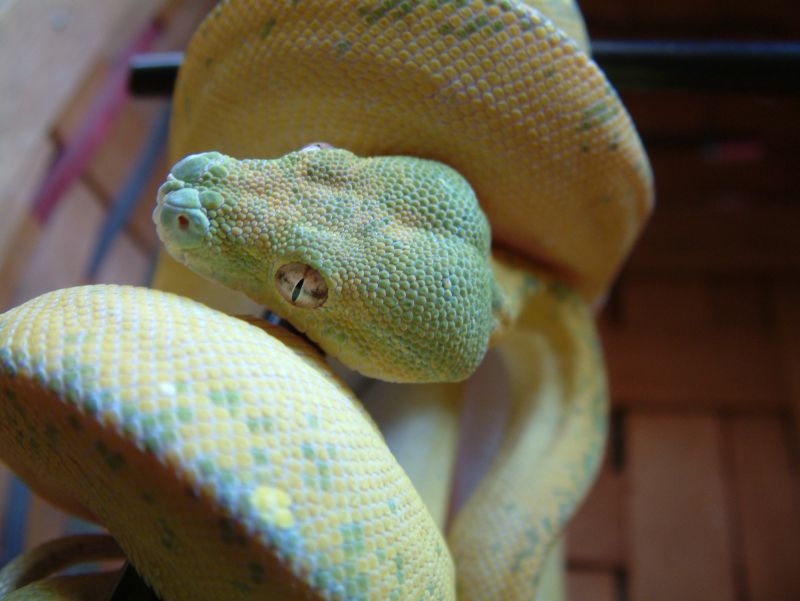 Blue line chondro