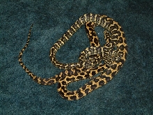 Pair of 2 yr female jungles