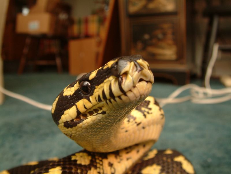 Lazik male closeup