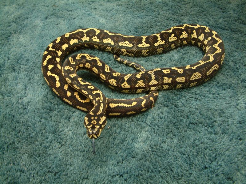 Lazik female