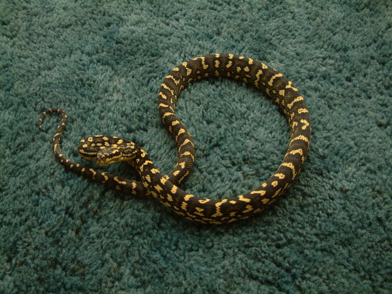 Lazik line female