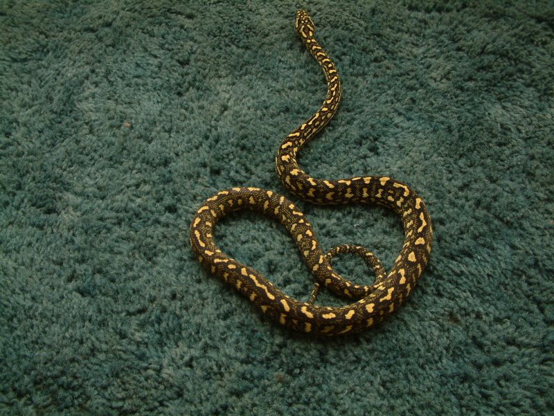 Lazik line female