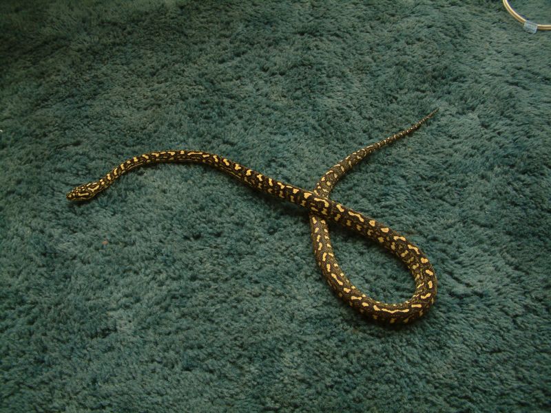 Lazik line female