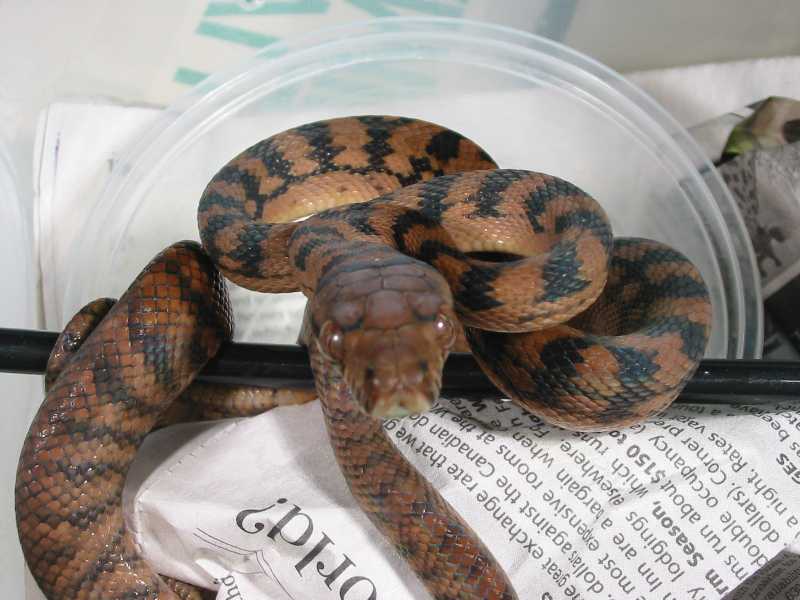 Scrub python