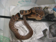 Female Barneck Scrub