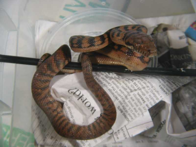 Female Barneck Scrub