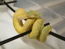 Blue line chondro