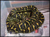 Python Pete Jungle