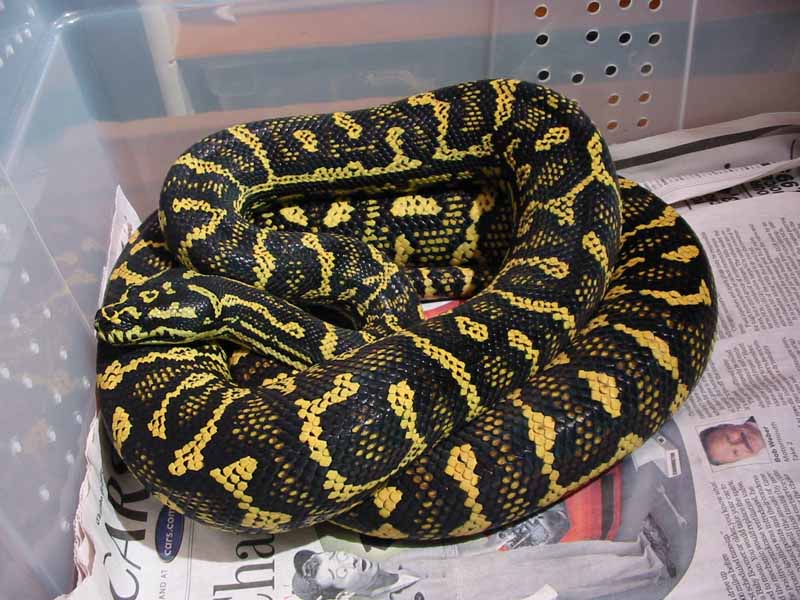 Python Pete Jungle