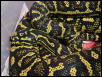 Python Pete Jungle