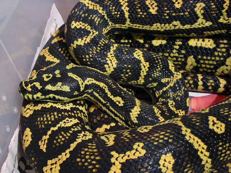Python Pete Jungle
