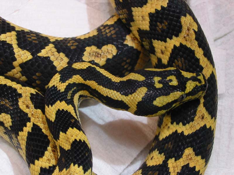 Python Pete line jungle