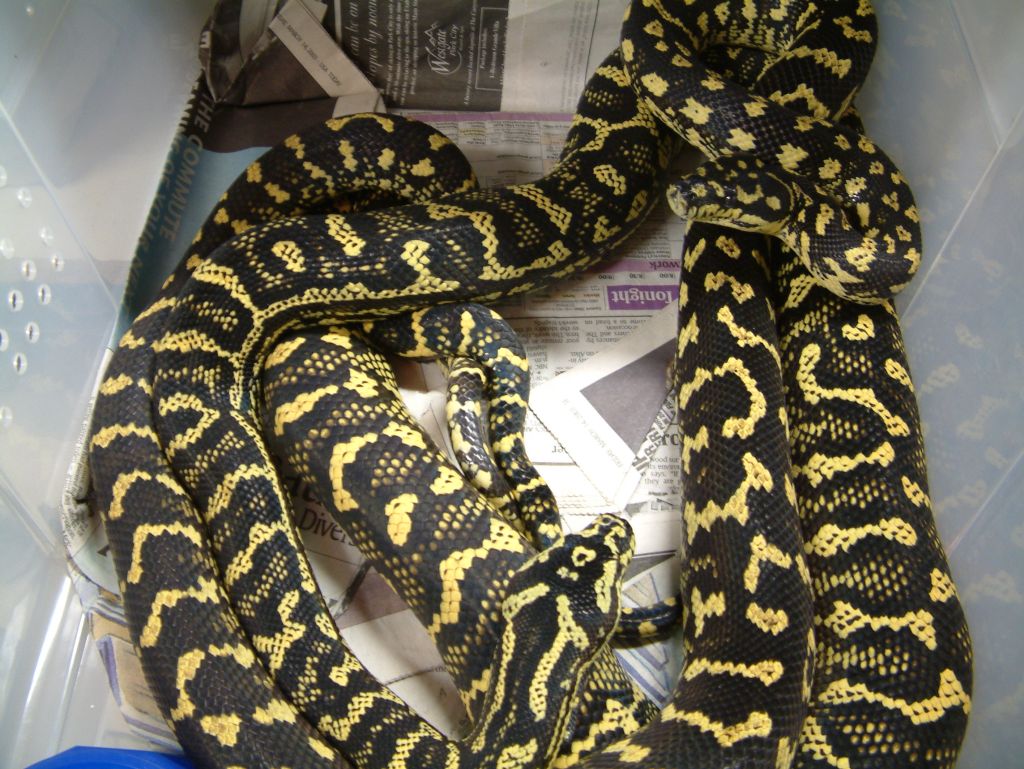 Lazik Kuhn breeding