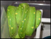 Chondro