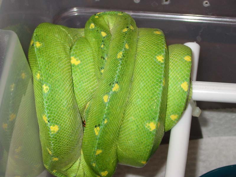 Chondro