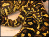 Python Pete female