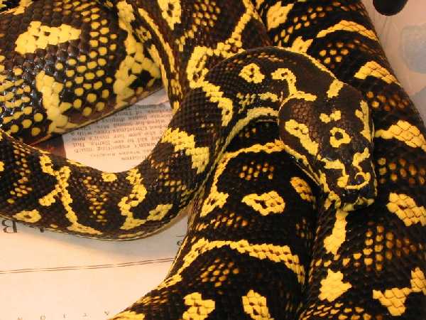 Python Pete female