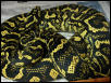 Python Pete female
