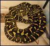Python Pete female view 2