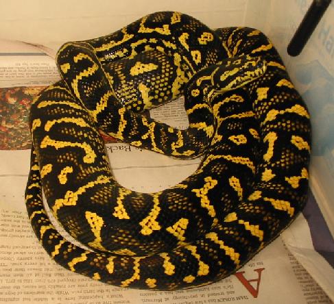 Python Pete female view 2