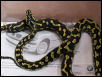 Lazik Female