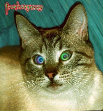 FrankenPussy