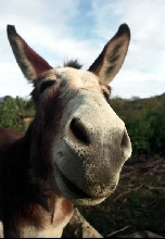 Smiling Mule