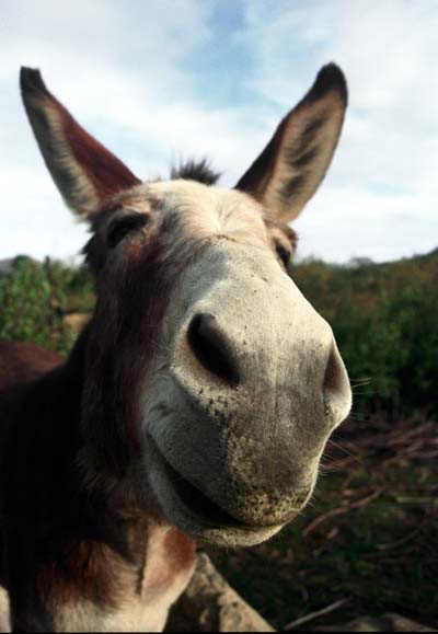 Smiling Mule