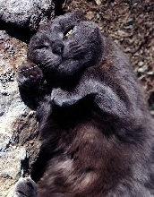 Happy Cat