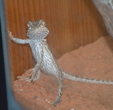 Crikey standing