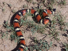 cel