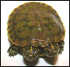 2-headed slider