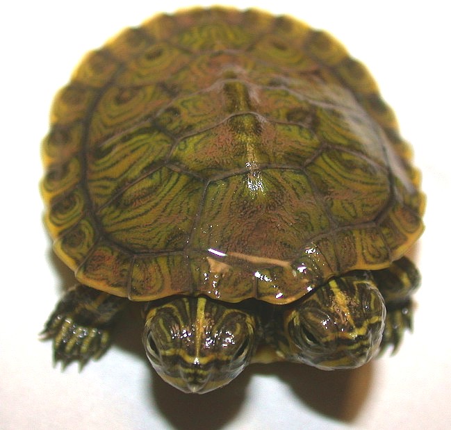 2-headed slider