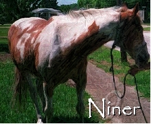 Niner