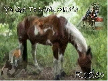 Rodeo