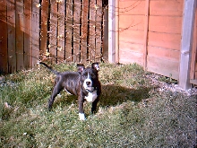 tyson