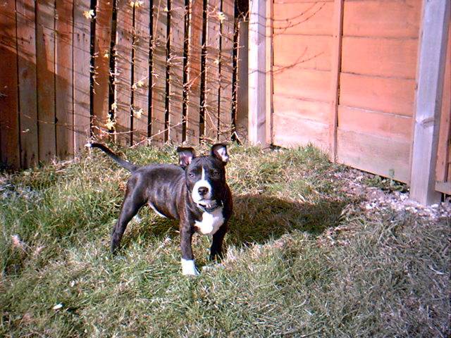 tyson
