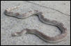 male aiken pine snake