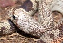 ajuvpinehead