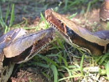 borneos