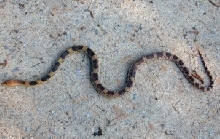 juvenile jani 2