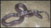 juv intergrade black pine3